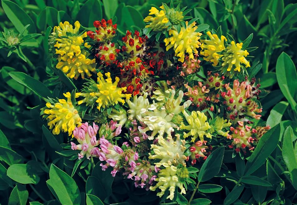 Anthyllis vulneraria 'Mountain Pastels Jelitto